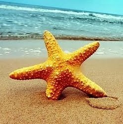Starfish in sand