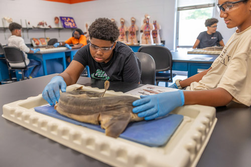 Camper dissecting shark