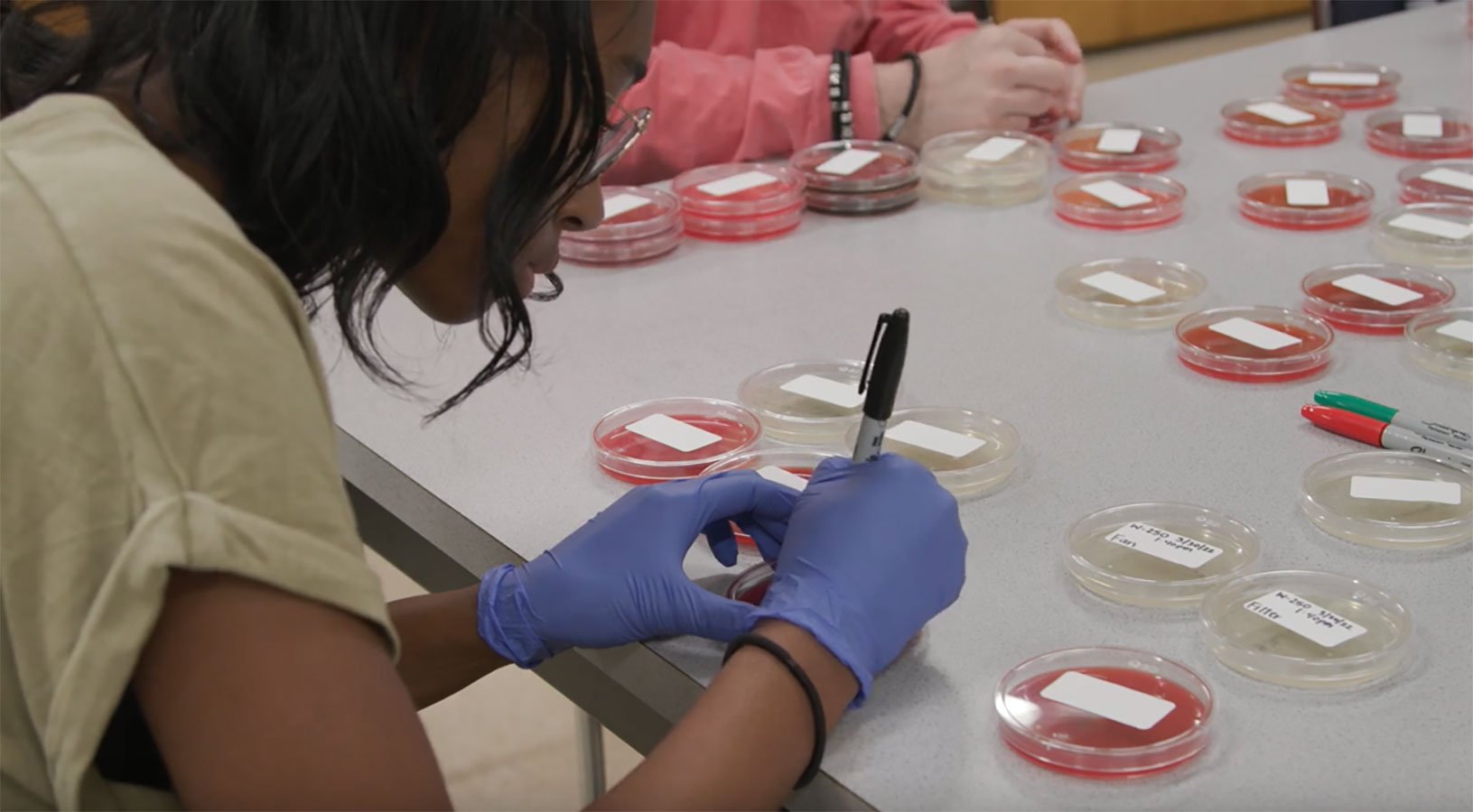 student leaning over a dish with labeled bacteria 