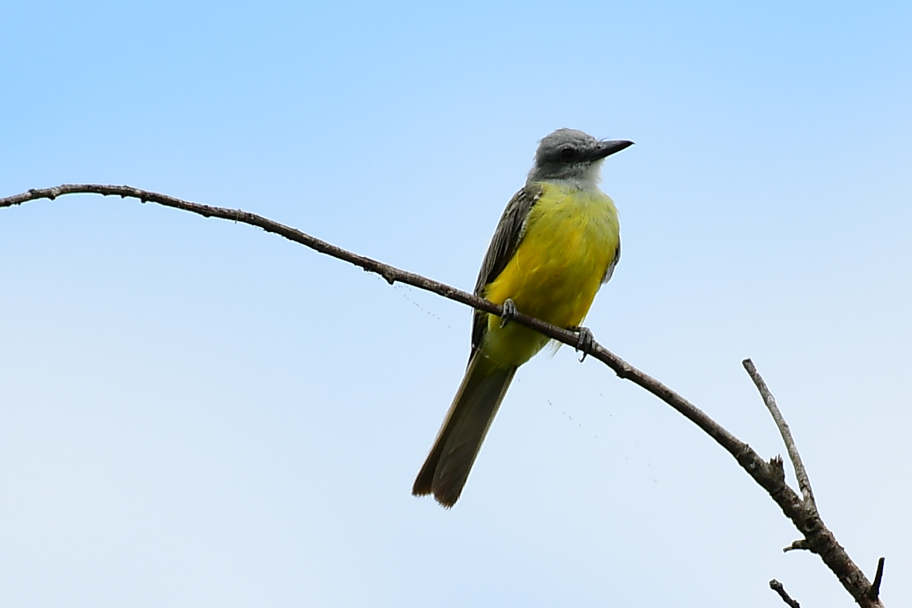 kingbird on a twig