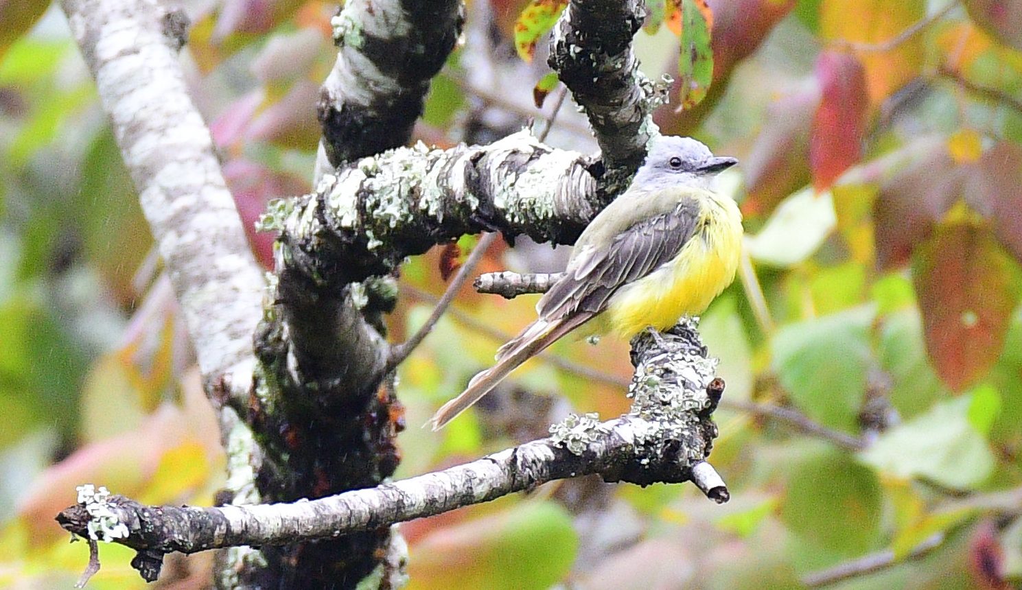 the Kingbird on a branch