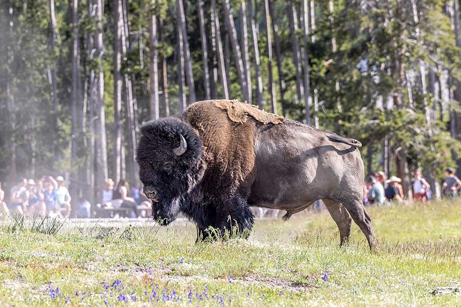 Bison