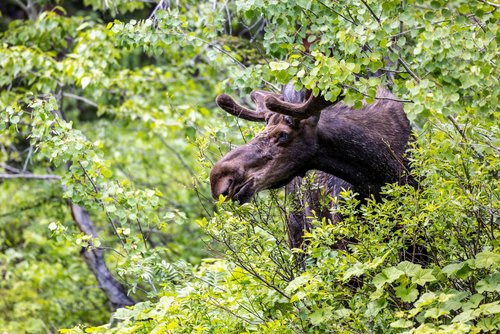 Moose eating vegetation