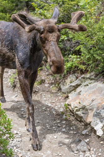 Moose on trail.