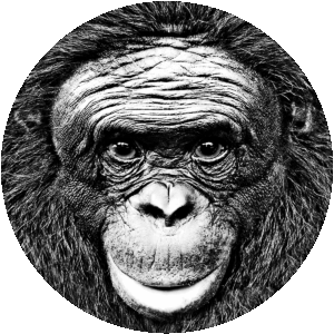 ACCI-logo_photo-Grey_F